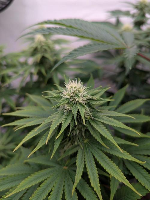 Living Soil Pots 2. Runde. Week 10