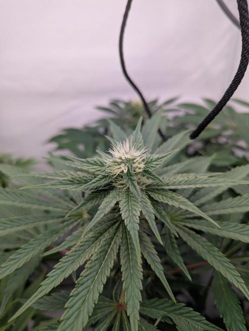 Living Soil Pots 2. Runde. Week 10