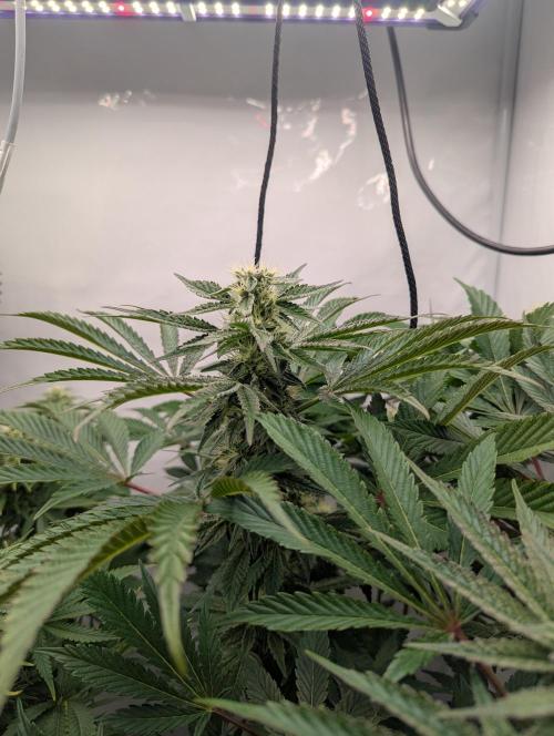 Living Soil Pots 2. Runde. Week 11