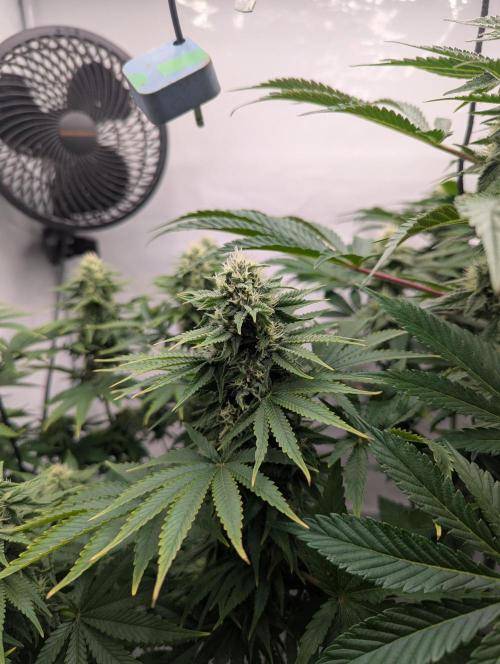 Living Soil Pots 2. Runde. Week 11