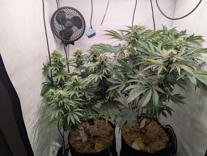 Living Soil Pots 2. Runde. Week 11