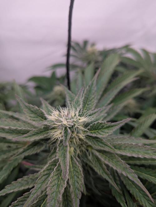 Living Soil Pots 2. Runde. Week 11