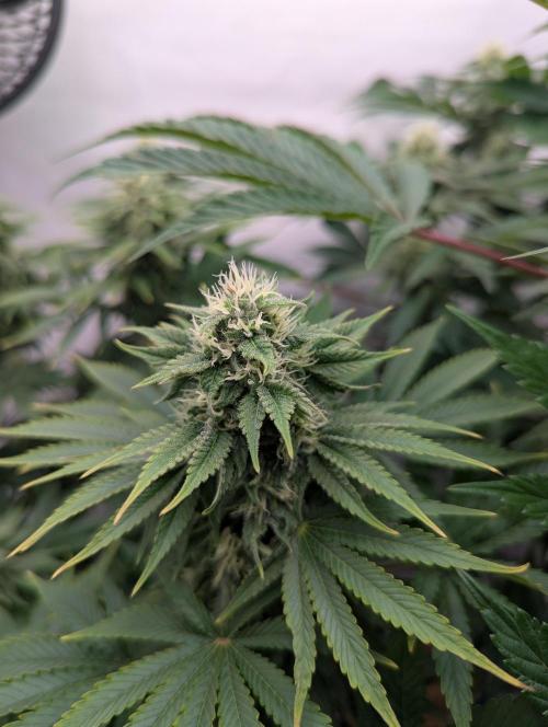 Living Soil Pots 2. Runde. Week 11