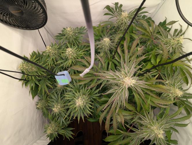 Classic AK 47 vs Modern Bloodsport. Week 12