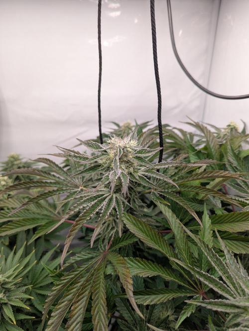 Classic AK 47 vs Modern Bloodsport. Week 12