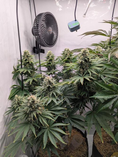 Classic AK 47 vs Modern Bloodsport. Week 12