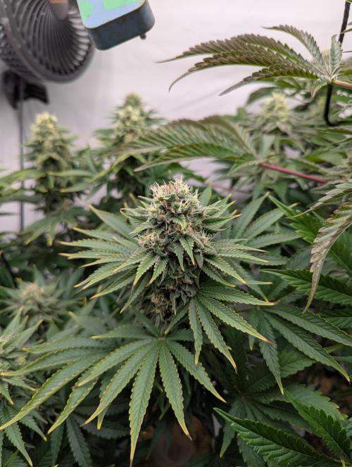 Classic AK 47 vs Modern Bloodsport. Week 12