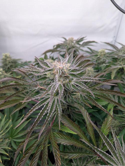 Classic AK 47 vs Modern Bloodsport. Week 13