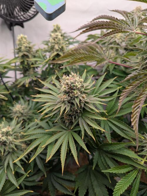 Classic AK 47 vs Modern Bloodsport. Week 13