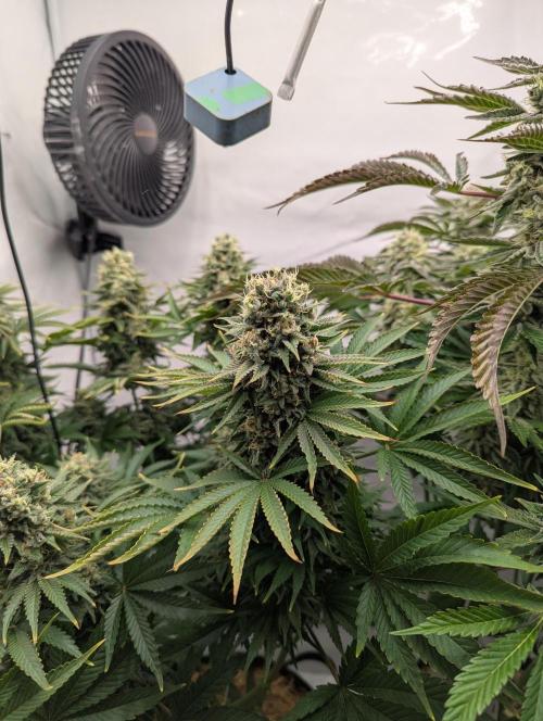 Classic AK 47 vs Modern Bloodsport. Week 13