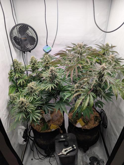 Classic AK 47 vs Modern Bloodsport. Week 13