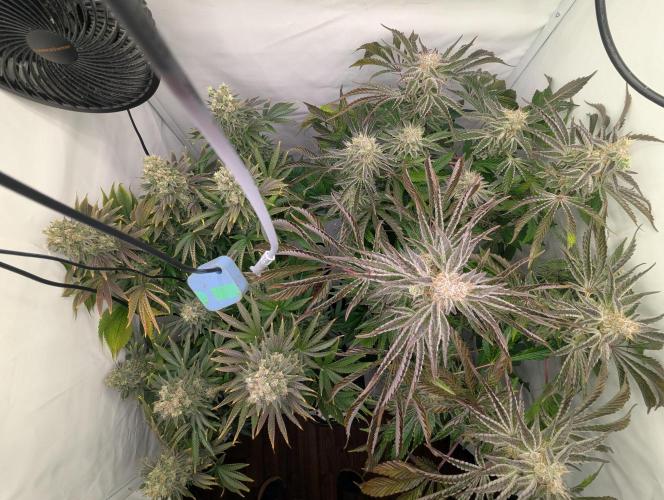 Classic AK 47 und Modern Bloodsport. Week 14