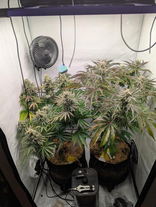 Classic AK 47 und Modern Bloodsport. Week 14