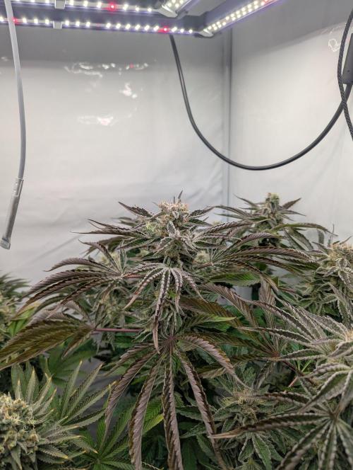 Classic AK 47 und Modern Bloodsport. Week 14