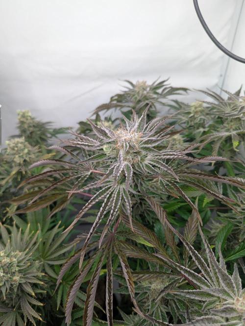 Classic AK 47 und Modern Bloodsport. Week 14