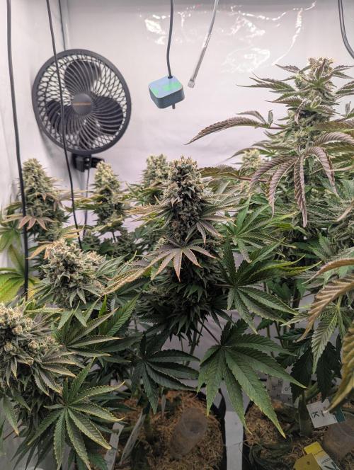 Classic AK 47 und Modern Bloodsport. Week 14