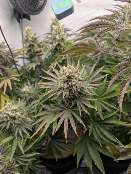 Classic AK 47 und Modern Bloodsport. Week 14