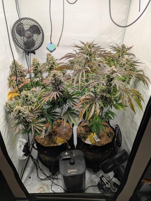 Classic AK 47 und Modern Bloodsport. Week 15