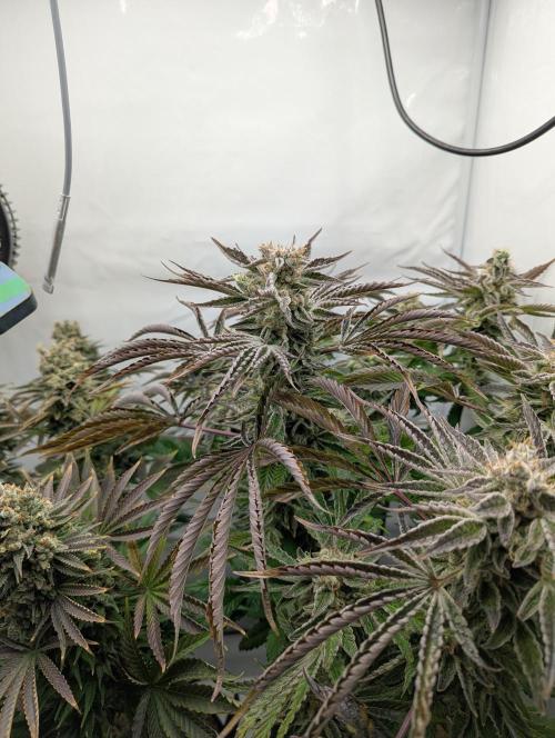 Classic AK 47 und Modern Bloodsport. Week 15