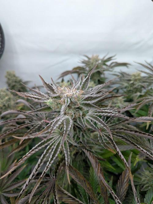 Classic AK 47 und Modern Bloodsport. Week 15