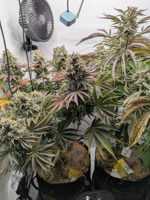 Classic AK 47 und Modern Bloodsport. Week 15
