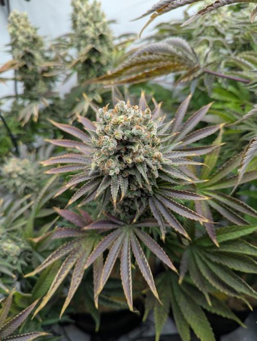 Classic AK 47 und Modern Bloodsport. Week 15