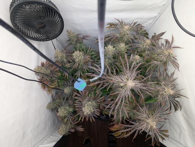 Classic AK 47 und Modern Bloodsport. Week 16