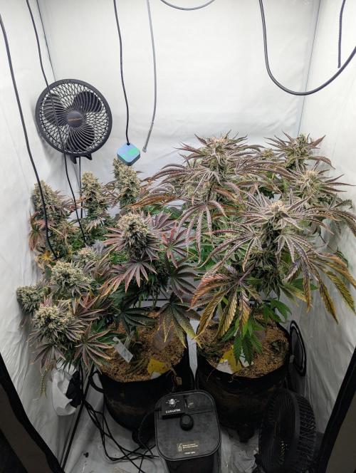 Classic AK 47 und Modern Bloodsport. Week 16