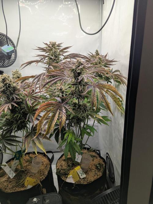 Classic AK 47 und Modern Bloodsport. Week 16 - Bloodsport 
