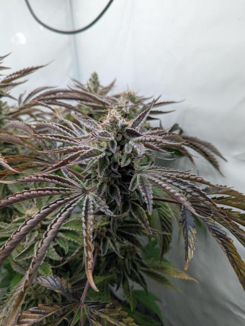 Classic AK 47 und Modern Bloodsport. Week 16 - Bloodsport 