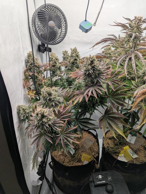 Classic AK 47 und Modern Bloodsport. Week 16 - AK 47 