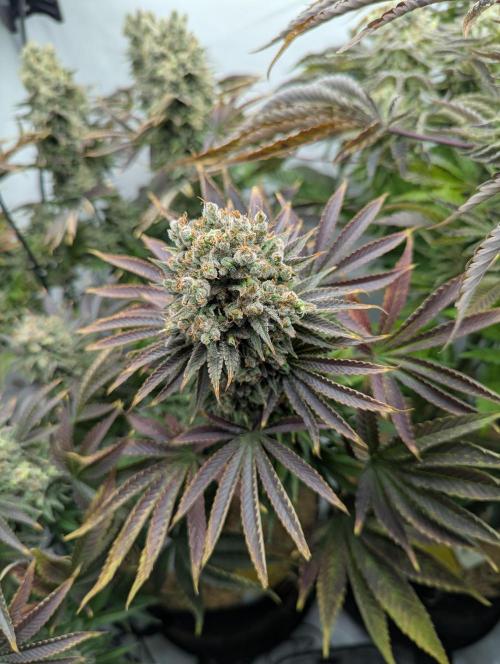 Classic AK 47 und Modern Bloodsport. Week 16 - AK 47 