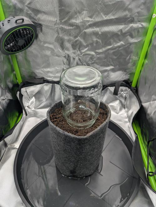 Nuttea Haze 50x50. Week 0 - Starting Point