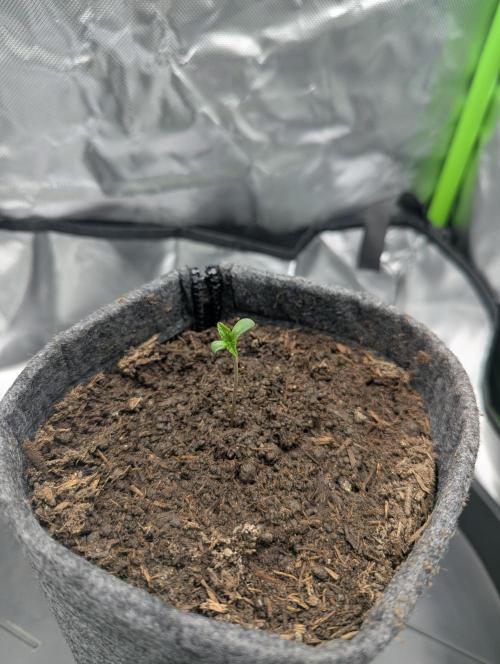 Nuttea Haze 50x50. Week 0 - Germinated after 2 days and looking quiet happy