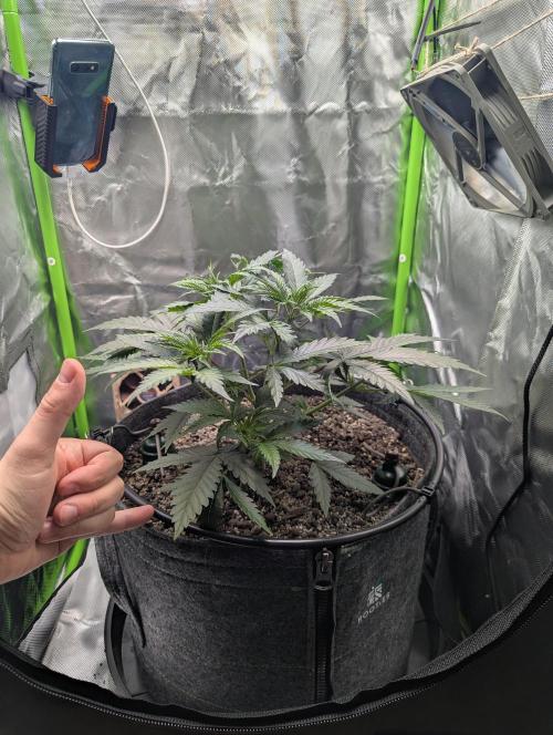 Nuttea Haze 50x50. Week 5 - Repoting and Topping went well