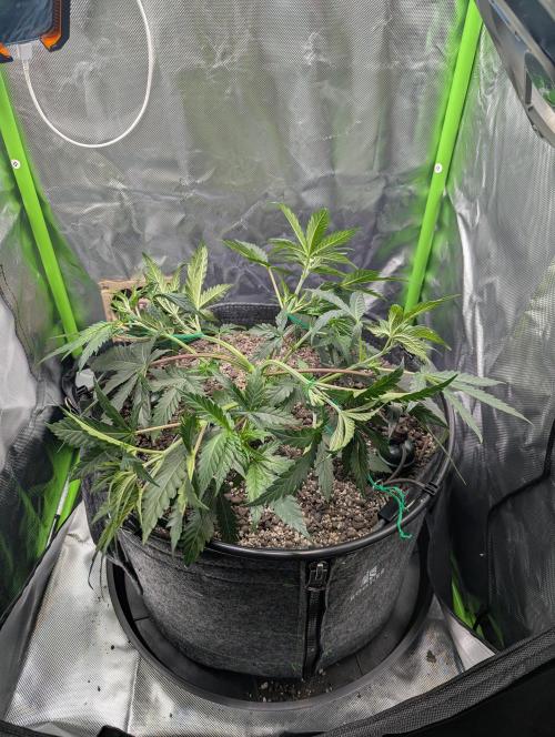 Nuttea Haze 50x50. Week 5 - LST