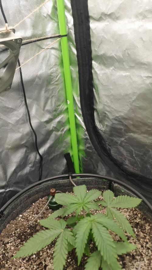 Nuttea Haze 50x50. Week 3
