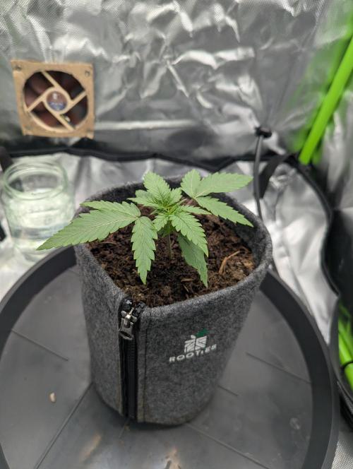 Nuttea Haze 50x50. Week 3