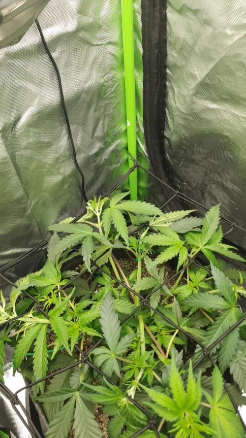 Nuttea Haze 50x50. Week 6 - ScrOG Insatallation