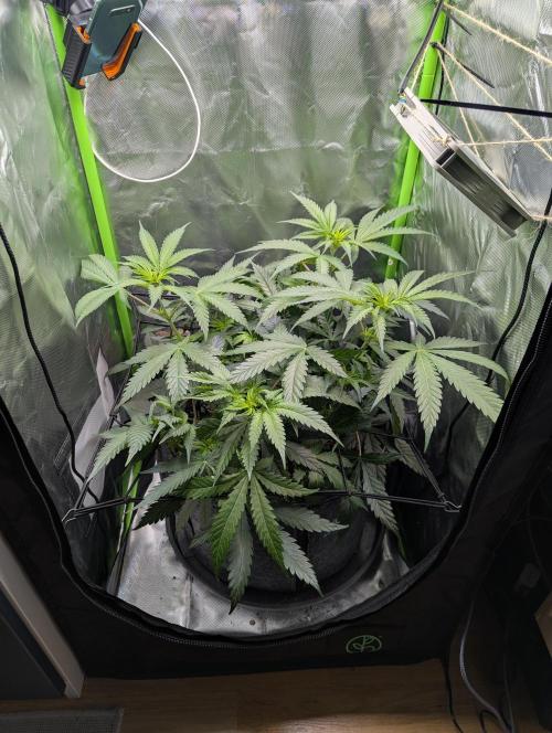 Nuttea Haze 50x50. Week 6 - The plant is a bit to powerfull for the ScrOG^^