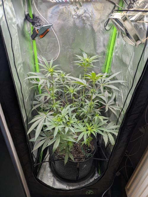 Nuttea Haze 50x50. Week 8