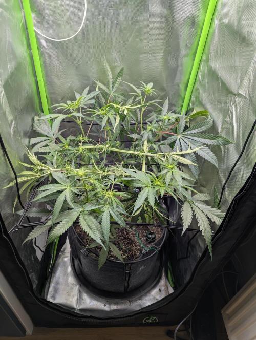 Nuttea Haze 50x50. Week 8