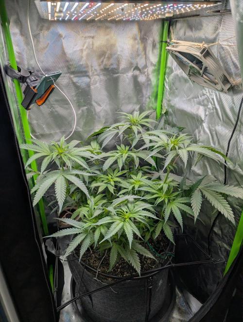 Nuttea Haze 50x50. Week 7