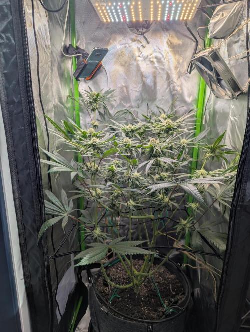 Nuttea Haze 50x50. Week 9