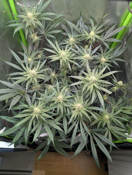 Nuttea Haze 50x50. Week 9