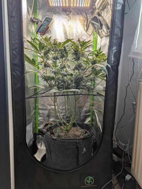 Nuttea Haze. Week 14