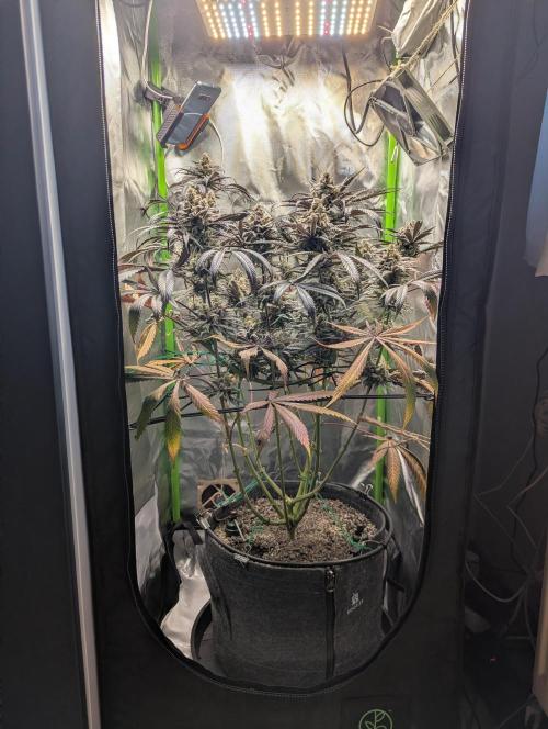 Nuttea Haze 50x50. Week 14