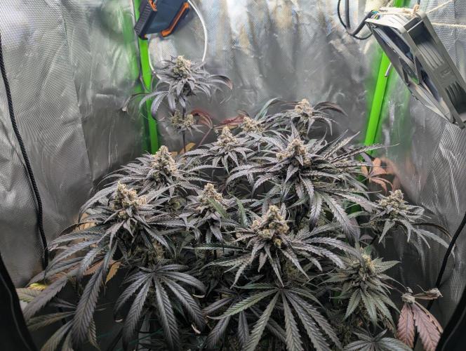 Nuttea Haze 50x50. Week 14