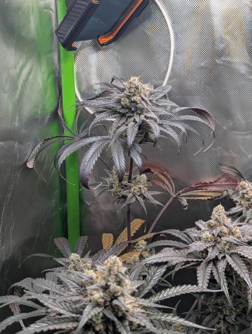 Nuttea Haze 50x50. Week 14