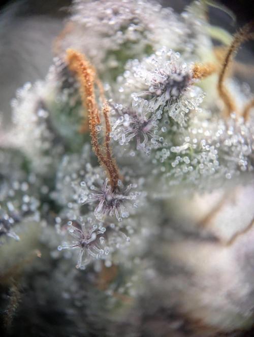 Nuttea Haze 50x50. Week 14